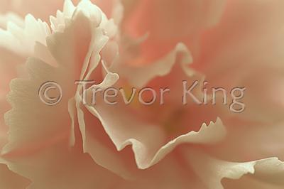 Carnation